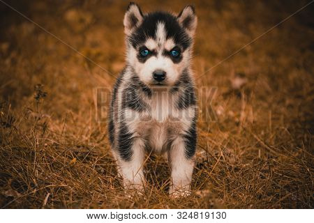 Puppies Breed Siberian Husky Black And White Gray.