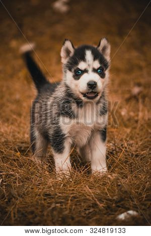 Puppies Breed Siberian Husky Black And White Gray.