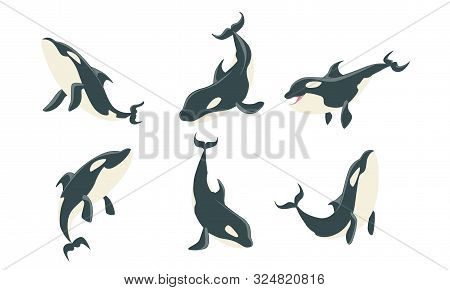 Killer Whales Set, Orca Or Toothed Whale, Marine Mammal Animal Leaping Out Of Water Vector Illustrat