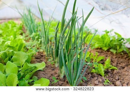 Salad With Onions In The Greenhouse. Eco Food