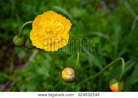 Yellow Poppy Nudicaule Flower On A Blurry Background. Papaver Nudicaule Closeup.