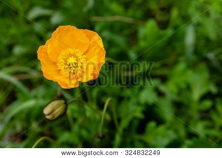 Yellow Poppy Nudicaule Flower On A Blurry Background. Papaver Nudicaule Closeup.