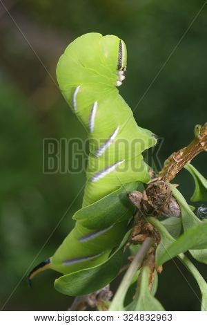 Privet Hawkmoth Caterpillar - Sphinx Ligustri 
In Defensive Pose