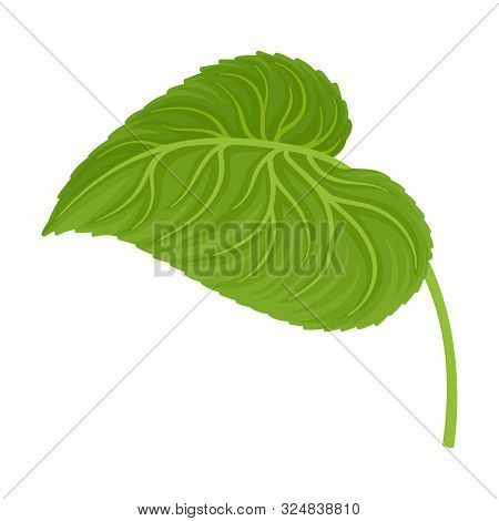 Single Green Leave Of Sunflower Directed Leftward Vector Illustration