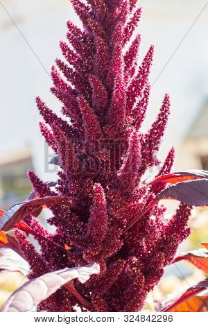 High Flowering Amaranthus Hypochondriacus, Fluffy Small Flowers Of Burgundy Color. Vegetable Annual 