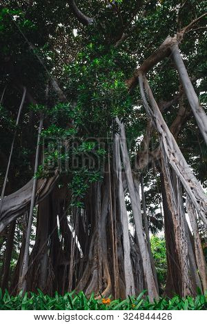 Ficus Macrophylla F. Columnaris, La Estrategia Del Gigante, Giant Trees Growing In Tropical Parc