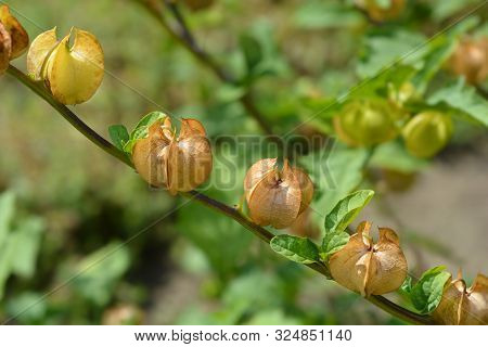 Apple Of Peru Seed Pods - Latin Name - Nicandra Physalodes