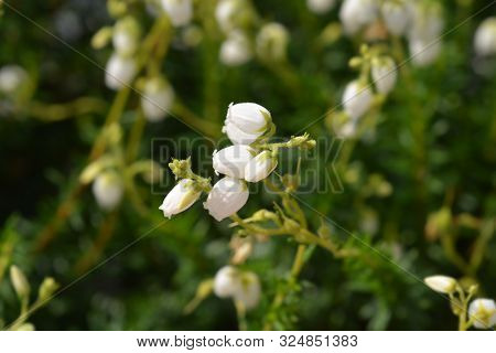 St Dabeocs Heath Flower - Latin Name - Daboecia Cantabrica