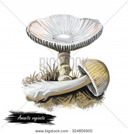 Amanita Vaginata Digital Art Illustration Of Grisette. Amanitaceae Family Mushroom Ingredient Vegeta