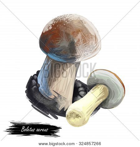Boletus Aereus, Dark Cep, Bronze Bolete, Mushroom Digital Art Illustration. Mushrooming Fall Season,