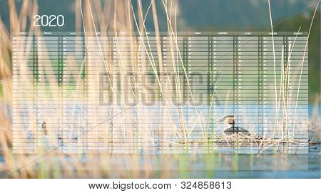 Yearly Wall Calendar Planner Template For Year 2020. Great Crested Grebe Sitting On Eggs In Nest. Po