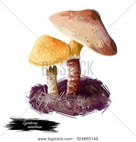 Cystoderma Amianthinum Parasol, Saffron Powder-cap, Small Orange-ochre, Or Yellowish-brown, Gilled M