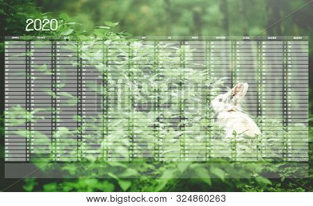 Yearly Wall Calendar Planner Template For Year 2020. White Bunny In The Frest.