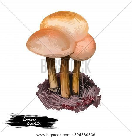 Gymnopus Dryophilus Mushroom Collybia Dryophila Levipedes Of The Genus. Edible Fungus Isolated On Wh