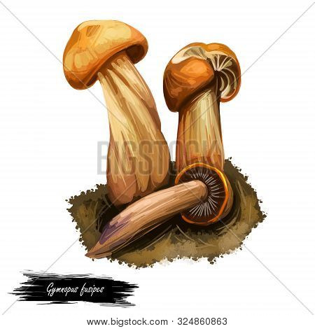 Gymnopus Fusipes Collybia Gilled Mushroom In Europe And Often Grows In Large Clumps. Edible Fungus I