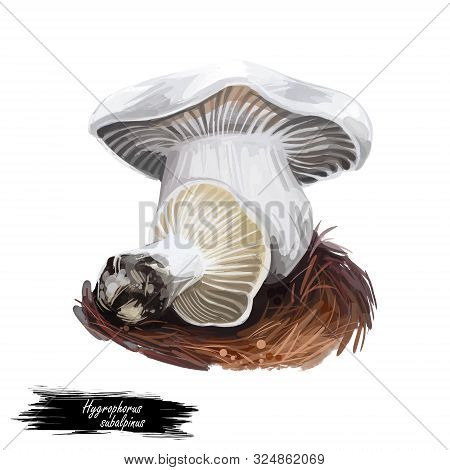 Hygrophorus Subalpinus Subalpine Waxycap, Species Of Fungus In Family Hygrophoraceae Isolated On Whi