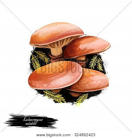 Kuehneromyces Mutabilis Sheathed Woodtuft, Is An Edible Mushroom Grows In Clumps On Tree Stumps. Dig