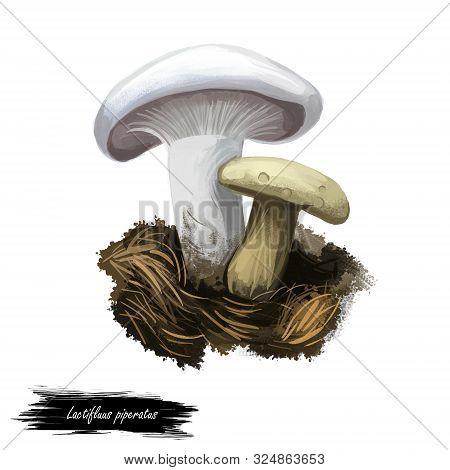 Lactifluus Or Lactarius Piperatus Or Blancaccio Mushroom Closeup Digital Art Illustration. Creamy Wh