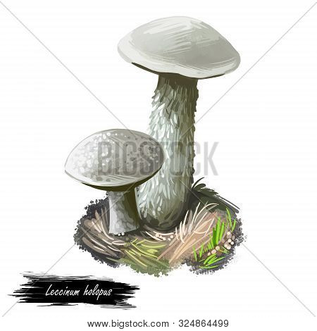 Leccinum Holopus Mushroom Digital Art Illustration. Ghost Bolete Plant Growing In Grass, Plant Ingre