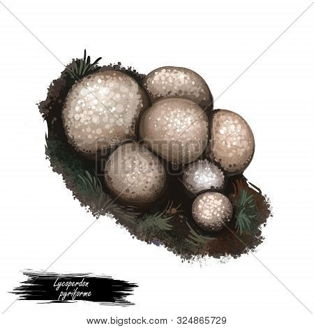 Lycoperdon Pyriforme Mushroom Digital Art Illustration. Stump Puffball Watercolor Print, Pyriforme T
