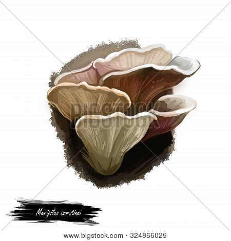 Meripilius Sumstinei Mushroom Digital Art Illustration. Giant Polypore Watercolor Print, Black-stain