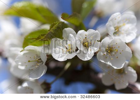 in BlÃ¼te