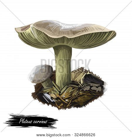 Pluteus Cervinus Or Atricapillus, Deer Shield Or Fawn Mushroom Closeup Digital Art Illustration. Bol