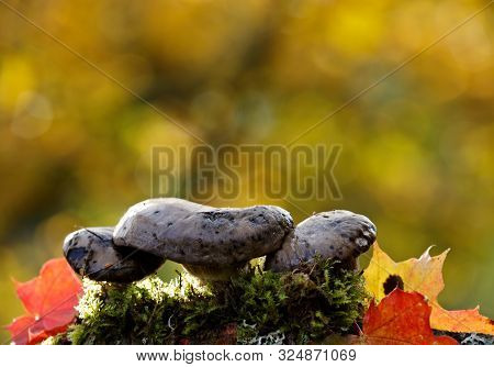 Three Brown Mushrooms Growing In Beautiful Evening Light In Forest