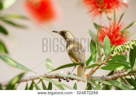 Australian Brown Honeyeater Bird.