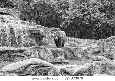 One Of The Largest Land Predators. Wild Bear Species. Brown Bear On Natural Landscape. Bear Or Ursus