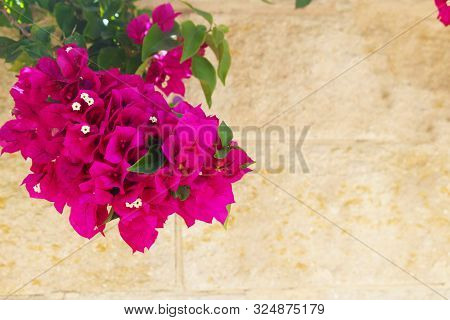 Bougainvillea Flowers Close Up.blooming Bougainvillea.bougainvillea Flowers As A Background.floral B