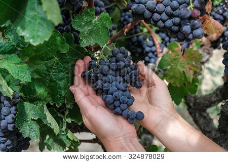 Hands Of A Young Woman With Freshly Delicious Ripe Dark Blue Grapes On Green Leaves Background. Peop
