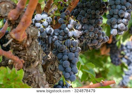 Grapevine With Berries And Grape Leaves. A Beautiful Bouquet Of Ripe Blue Wine Grapes On The Vine On