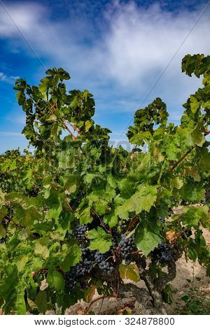 Berries And Leaves Of Grape-vine. Beautiful Bunch Of Ripe Red Wine Grapes On A Vine On A Blue Sky Ba