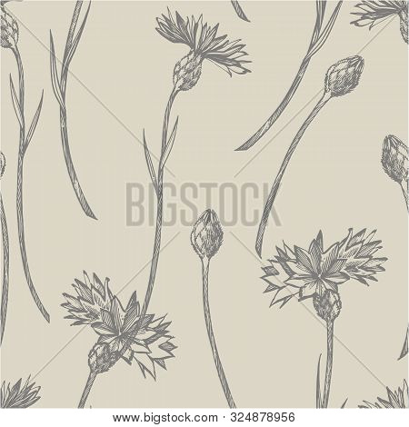 Blue Cornflower Herb Or Bachelor Button Flower Bouquet Isolated On White Background. Set Of Drawing 