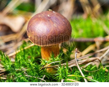 Edible Polish Mushroom (polonica Boletus) In Green Moss With Pine Needles, Macro