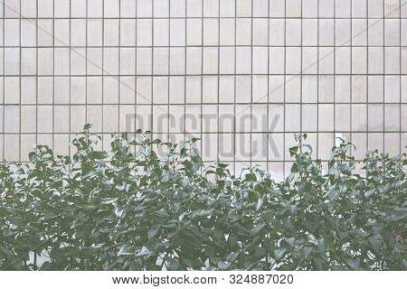 Background With Rectangular Tiles And Green Leaves Of Lilac. Tinting In Tranquil Dawn Color Of The 2