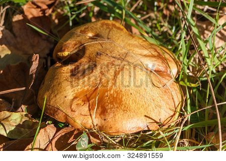 Slippery Jack Mushroom And Dead Leaves In Grass During Autumn