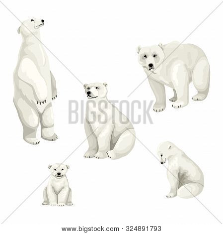White Polar Bears And Cubs. Set Of Vector Isolated Animals On White Background.
