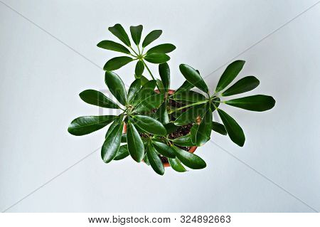 Schefflera Green House Plant Close Up Over White