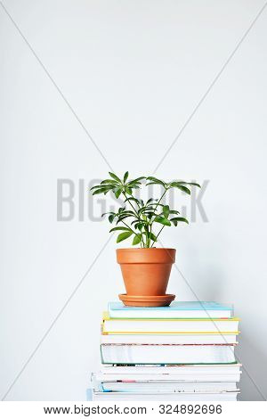 Schefflera Green House Plant In Terracotta Pot And Stack Of Books Over White