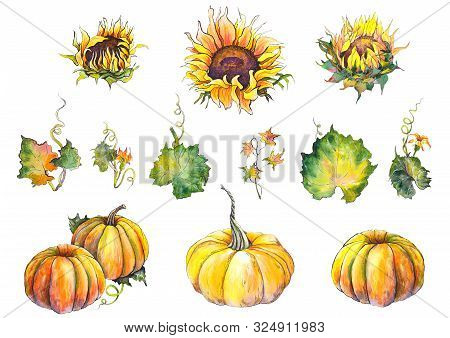 Set Of Sunflowers, Pumpkins And Pumpkin Leaves. Watercolor Illustration On White Background. Isolate
