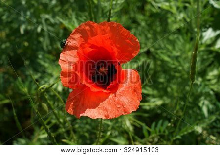 Papaver Rhoeas Common Names Include Corn Poppy