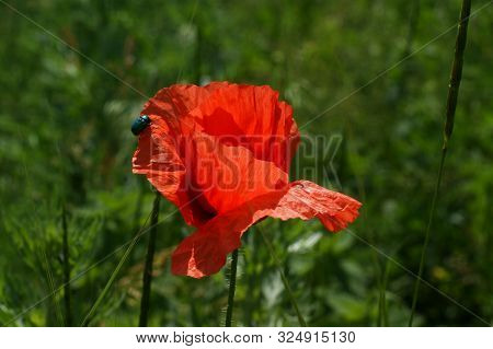 Papaver Rhoeas Common Names Include Corn Poppy