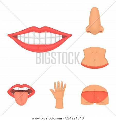 Isolated Object Of Body And Part Icon. Set Of Body And Anatomy Stock Symbol For Web.