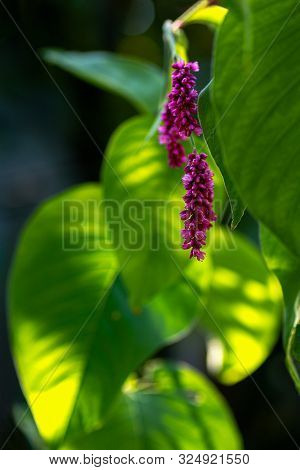 Amaranth. Flowers Of Amaranth Plant, Amaranthus, Pseudocereal With Leaves Macro.