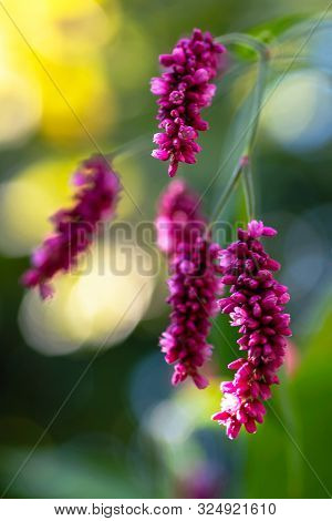 Amaranth. Flowers Of Amaranth Plant, Amaranthus, Pseudocereal With Leaves Macro.