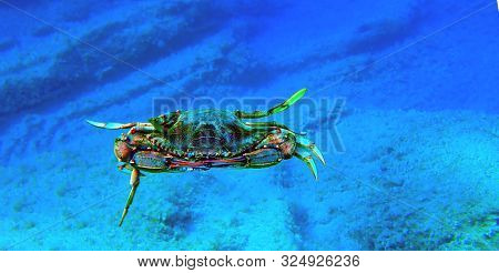 The Mediterranean Blue Crab - (callinectes Sapidus)