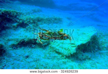The Mediterranean Blue Crab - (callinectes Sapidus)