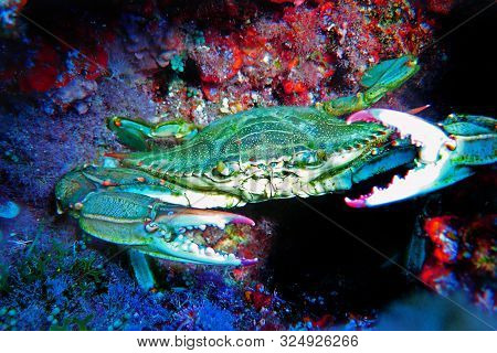 The Mediterranean Blue Crab - (callinectes Sapidus)